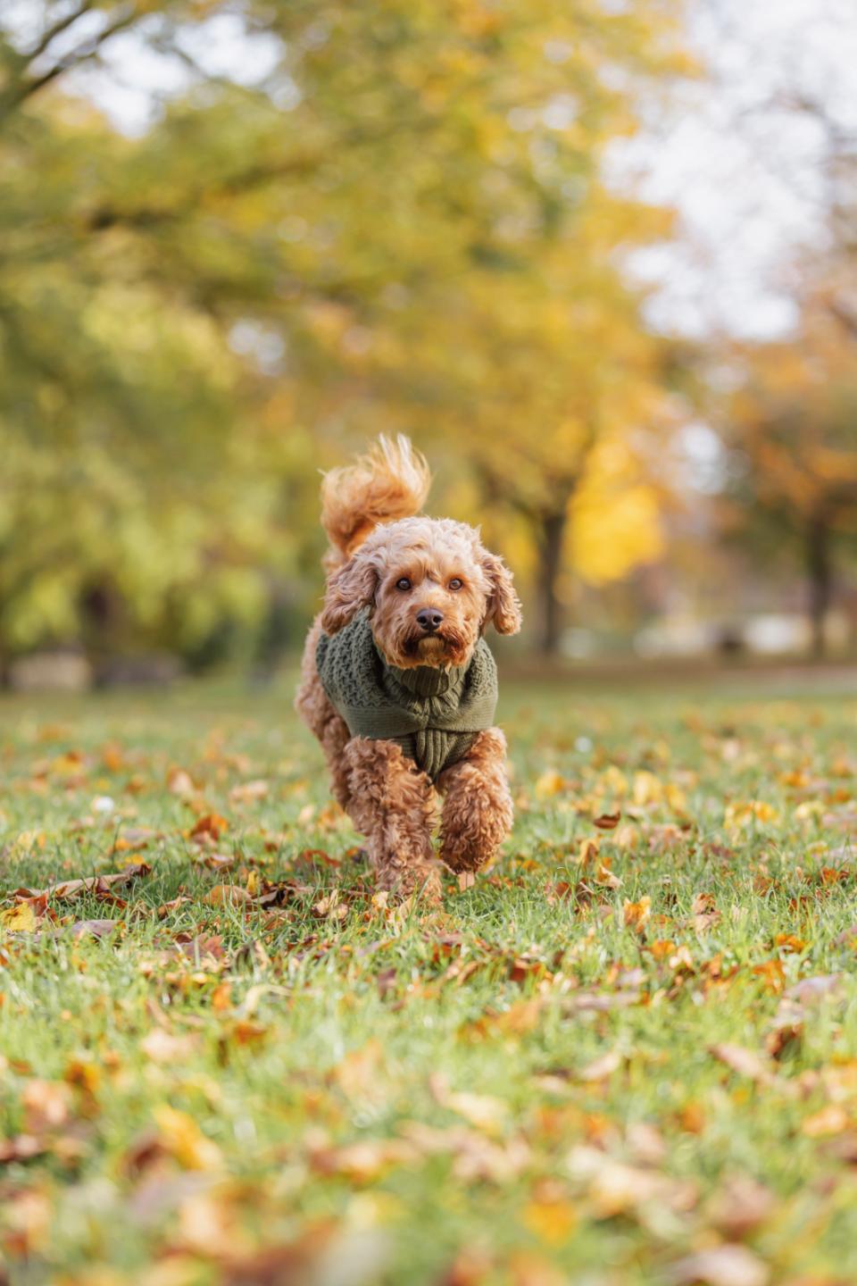 Trixie Norwood hundpullover