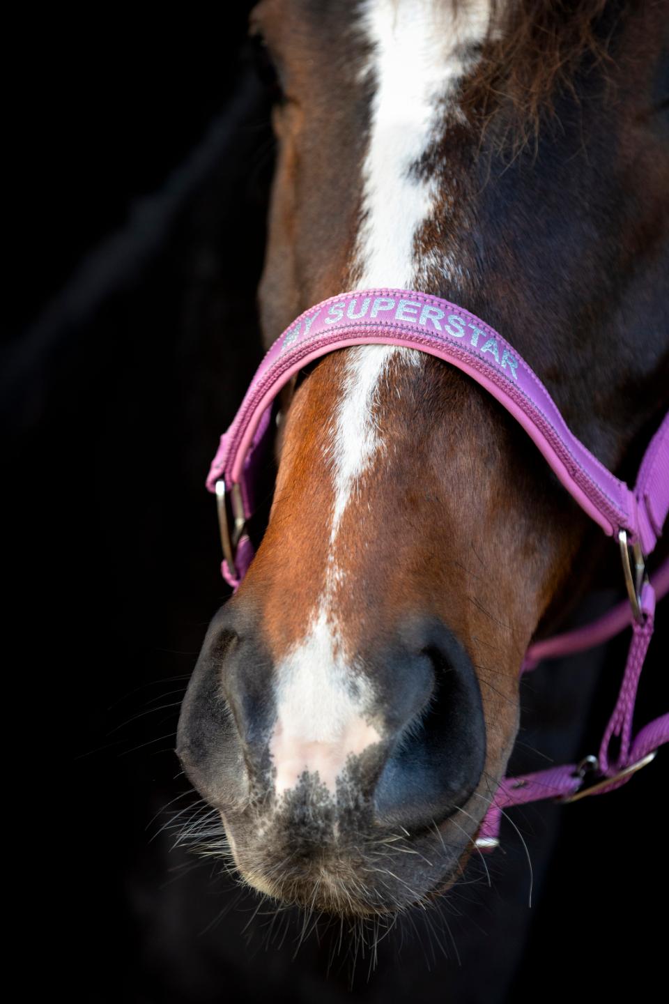 HorseGuard Malva grime "My Superstar"