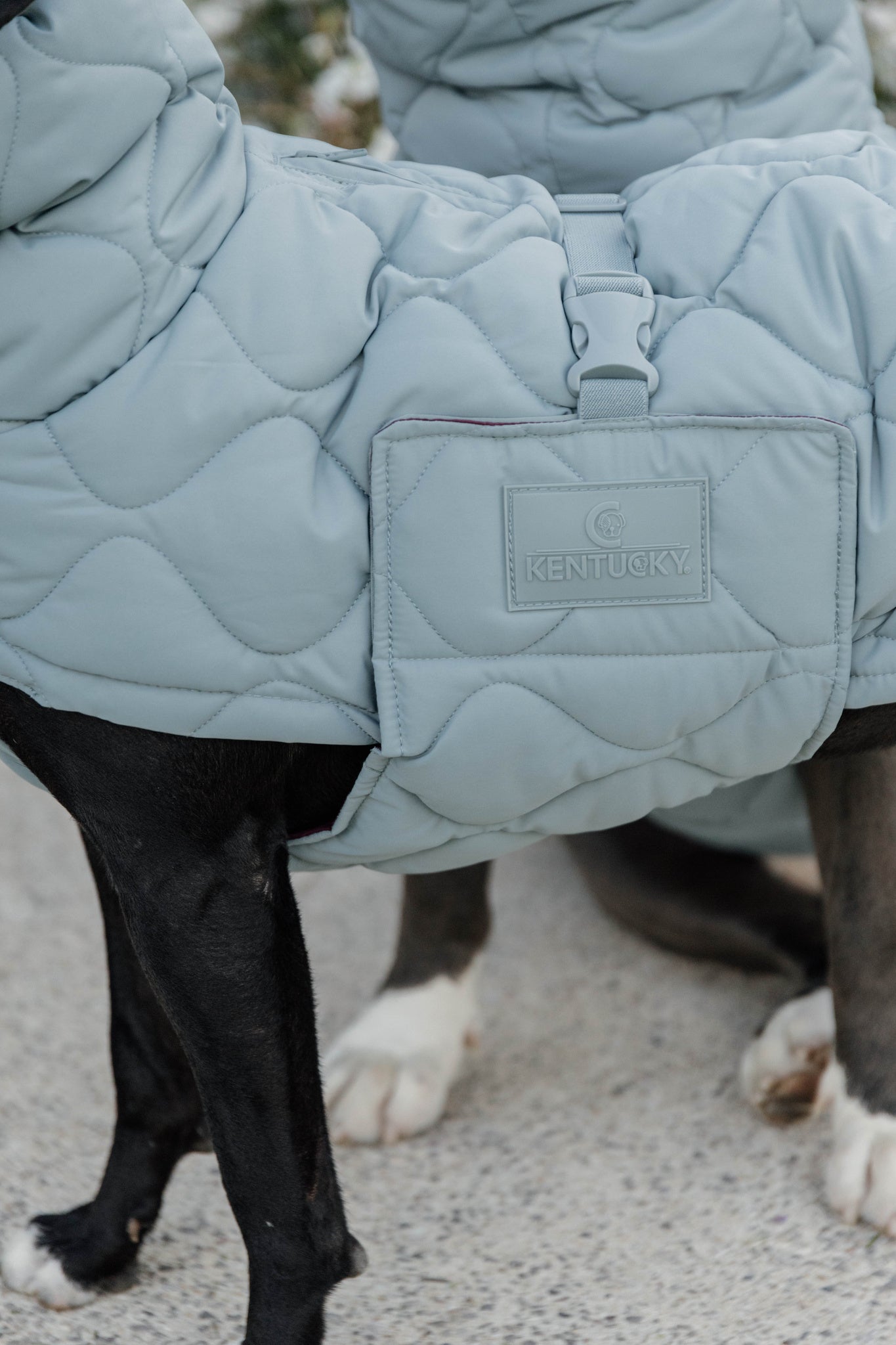 Kentucky Dog Coat Winter Pina