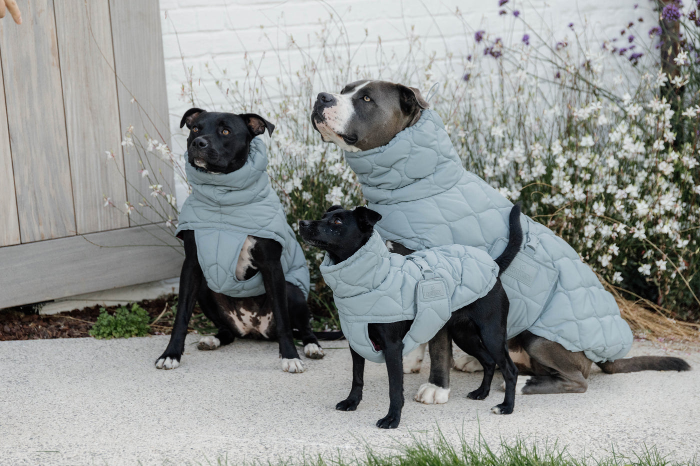 Kentucky Dog Coat Winter Pina