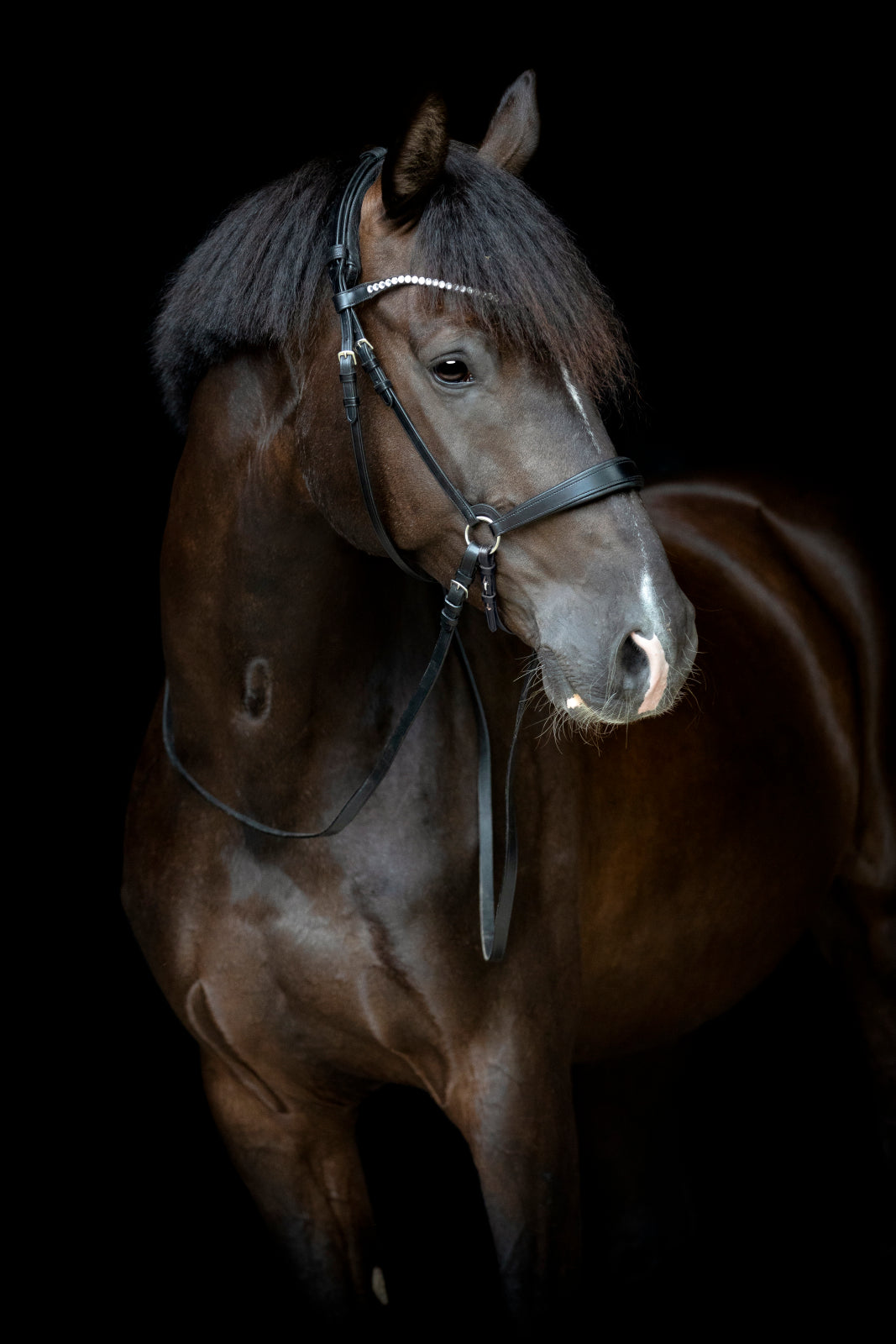 Catago Gentle Bridle Næsebånd