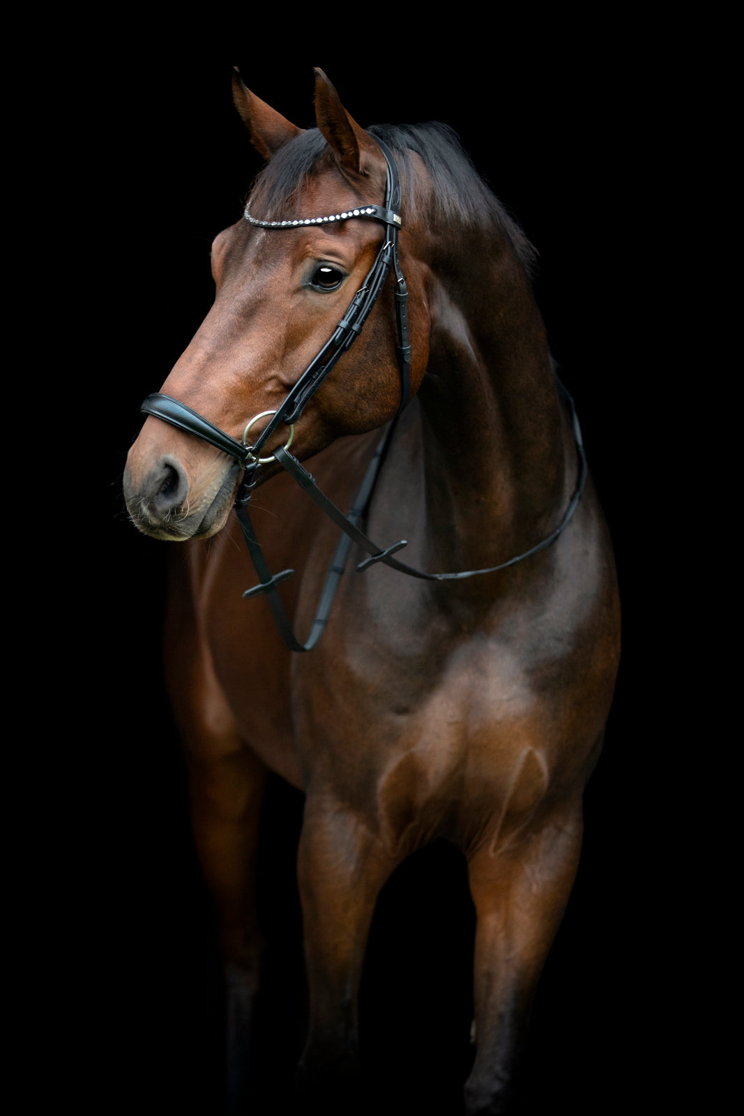 HorseGuard Cryll 25.2 Hannoveransk Trense
