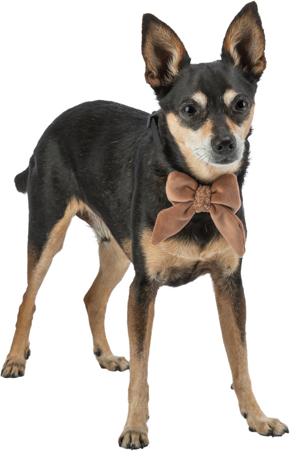 Trixie Xmas Julesløjfe Til Hundehalsbånd