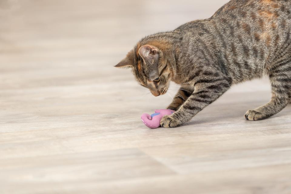 Trixie søhest i plys med catnip