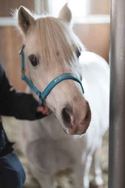 HorseGuard Malva grime "My best friend"