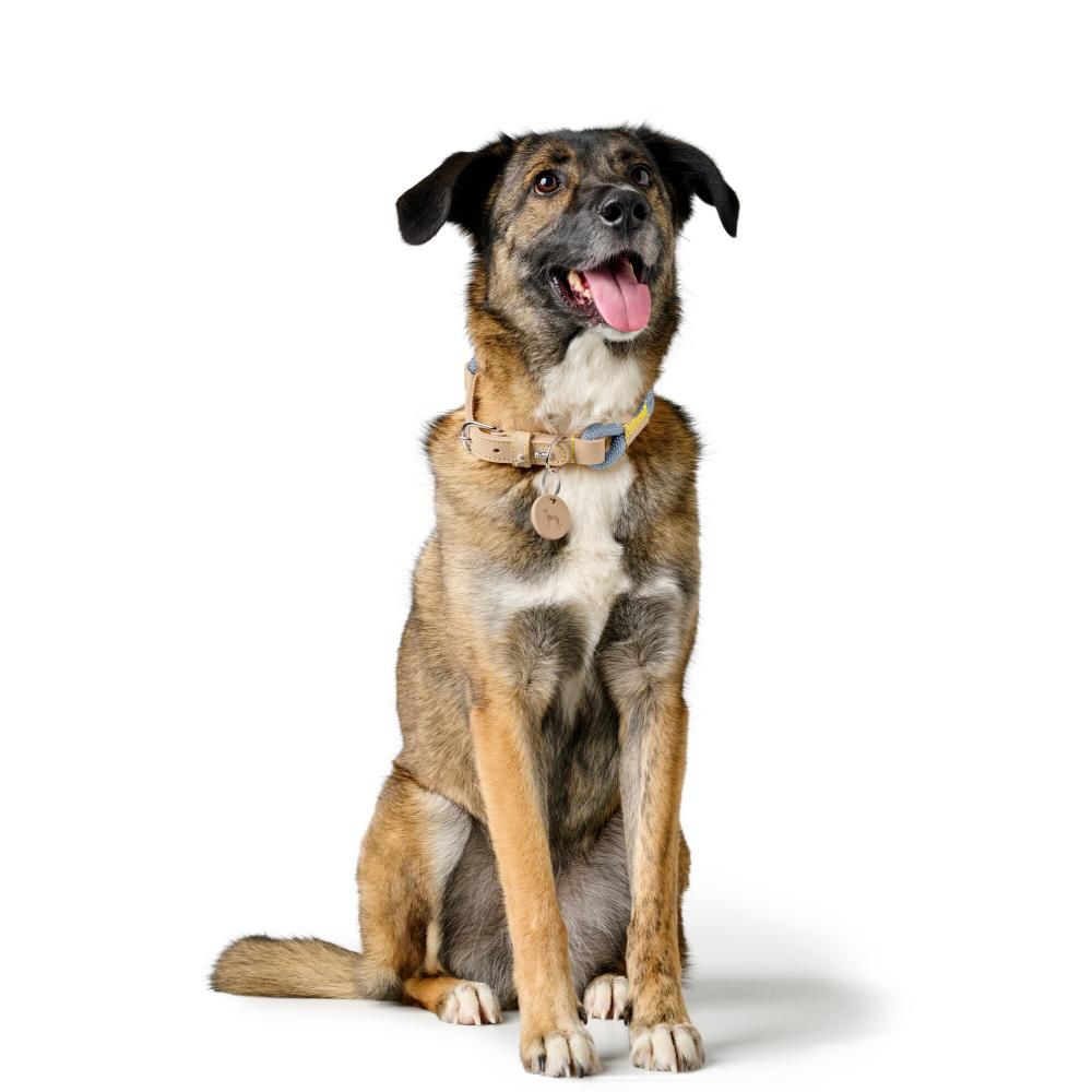 Hunter Malia Hundehalsbånd