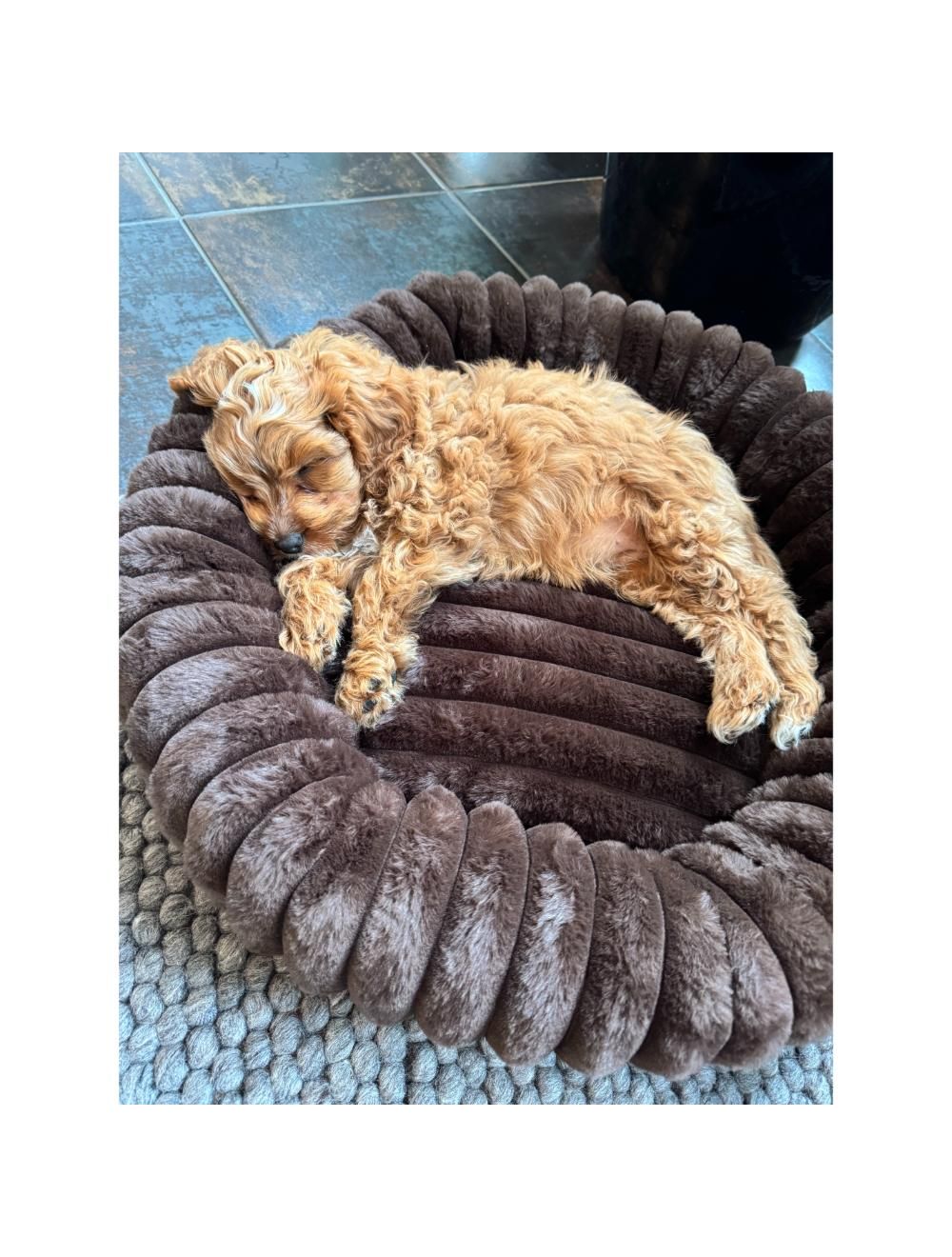 Nordic Paws Ripple Comfort Hundeseng