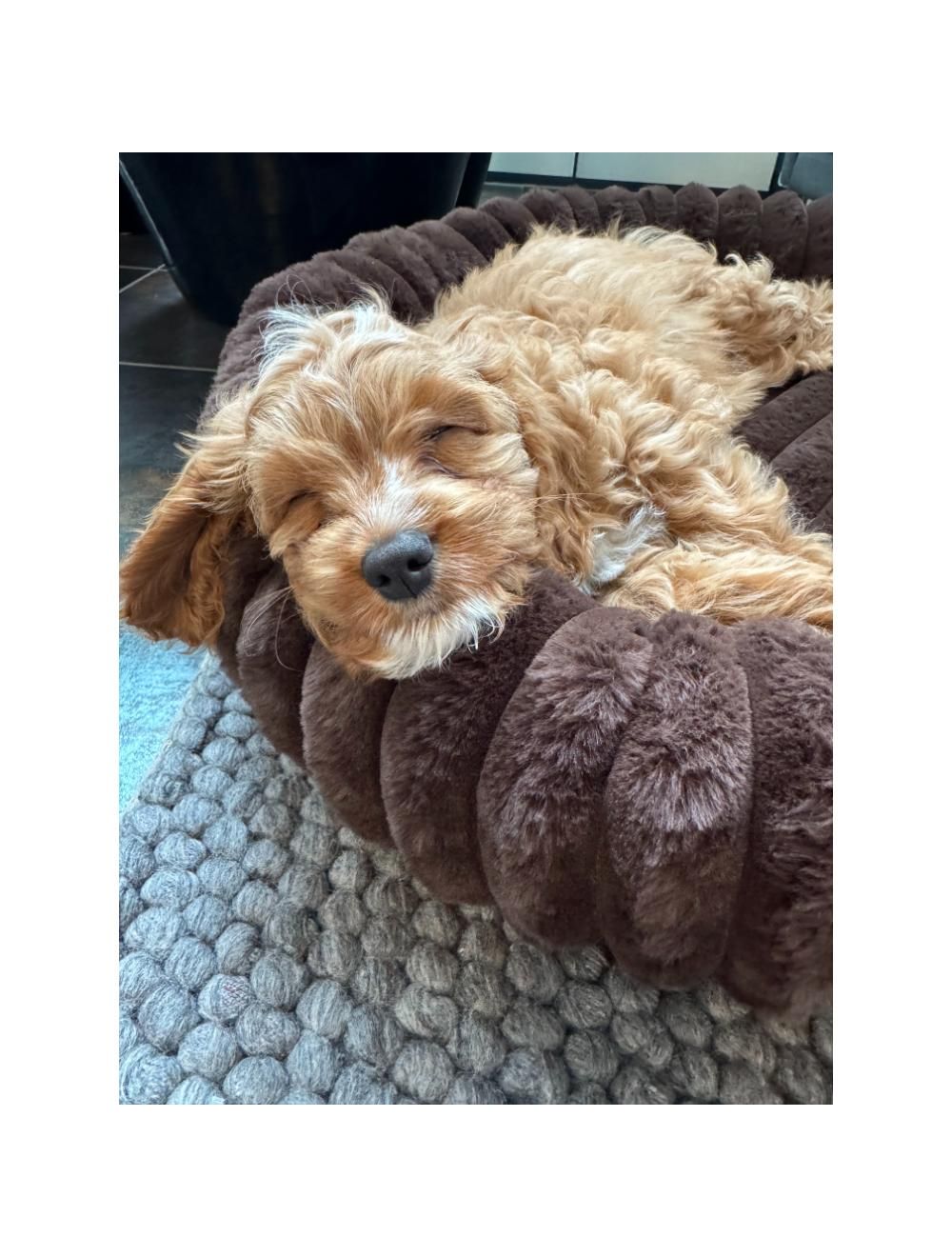 Nordic Paws Ripple Comfort Hundeseng