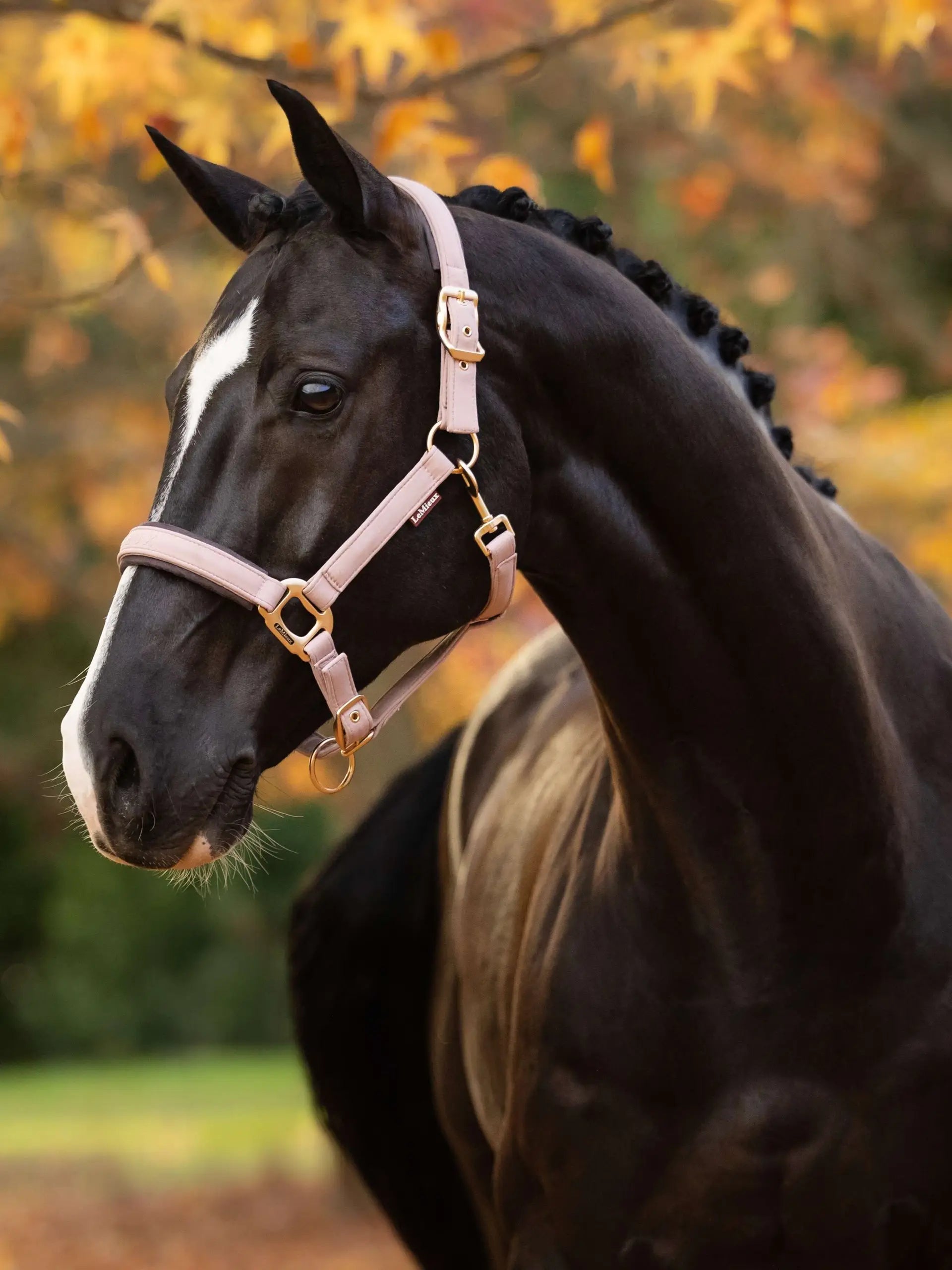 LeMieux Essence Headcollar