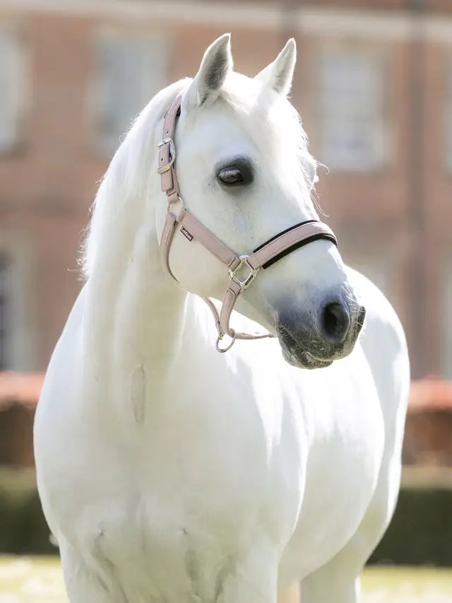 LeMieux Heritage Headcollar