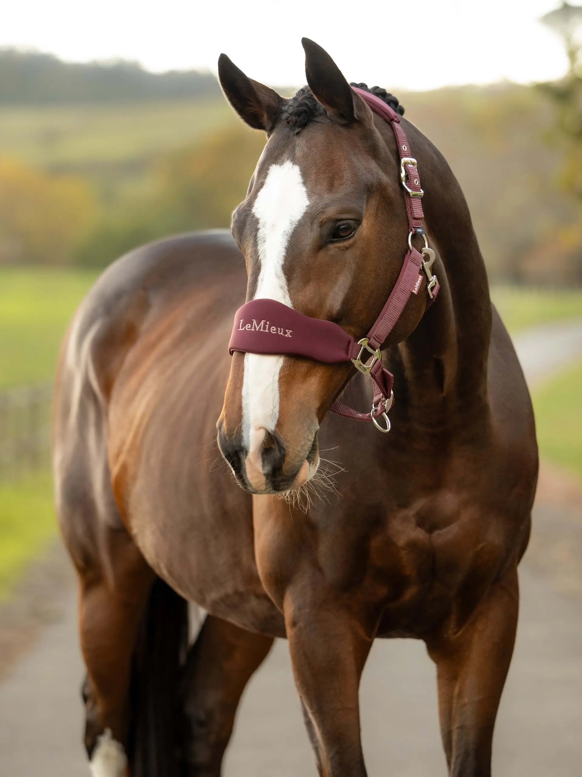 LeMieux Breakaway Vogue Headcollar