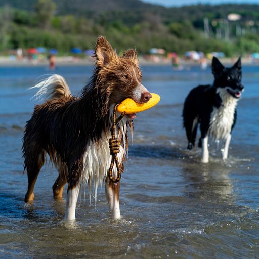 Kiwi Walker® Let Play Zeppelin