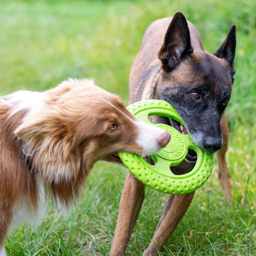 Kiwi Walker® Let’s Play Frisbee