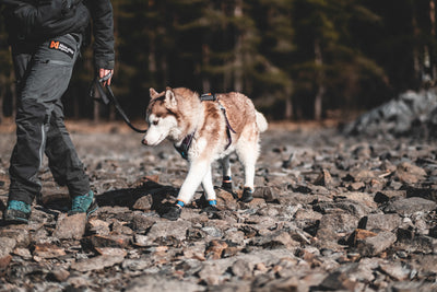 Non-Stop Dogwear Protector Bootie
