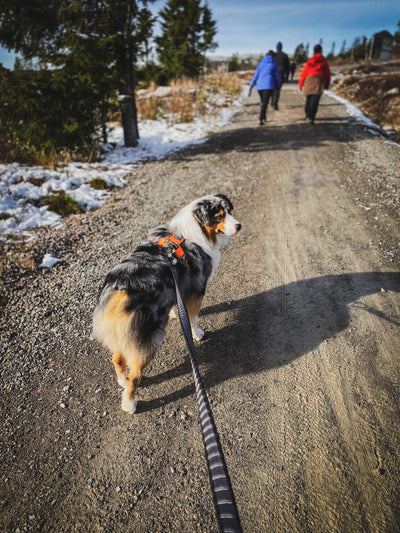 Non-Stop Dogwear Touring Bungee