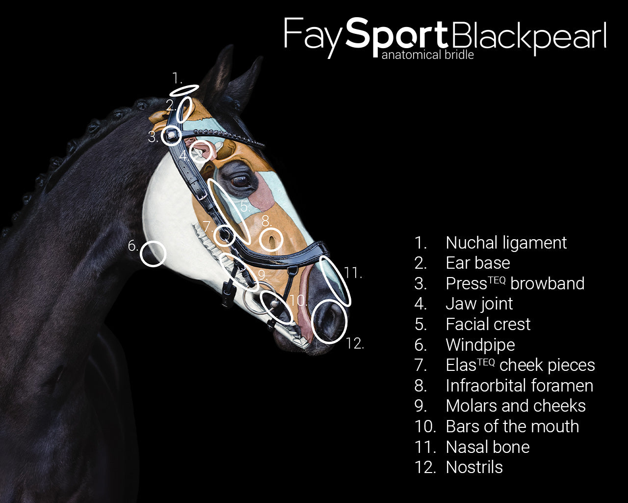 QHP Bridle FaySport Blackpearl