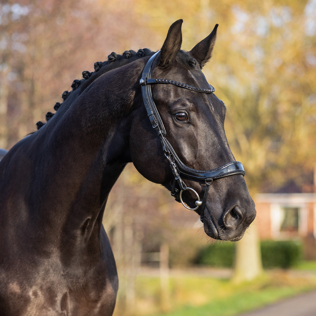 QHP Bridle FaySport Blackpearl