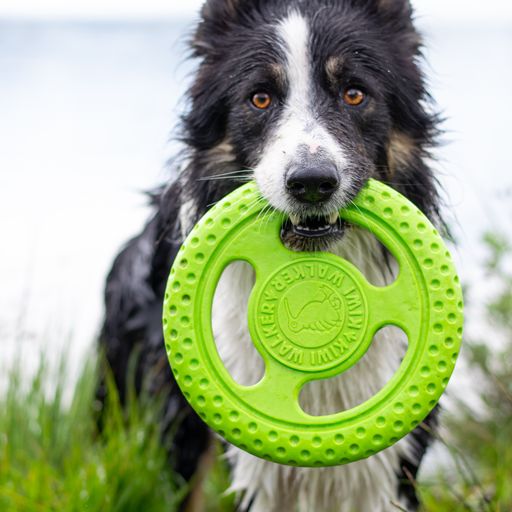 Kiwi Walker® Let’s Play Frisbee