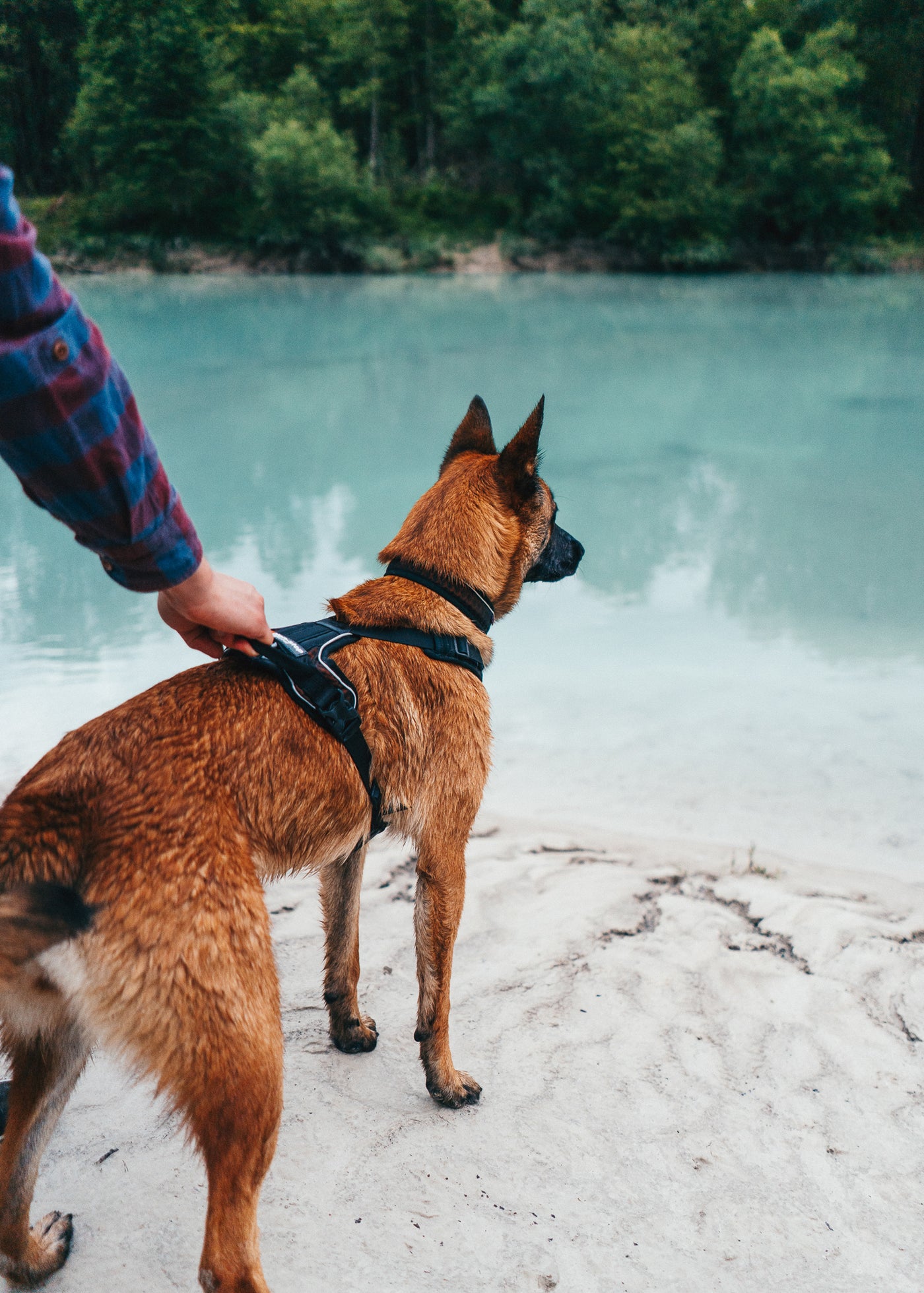 Non-Stop Dogwear Rock Harness