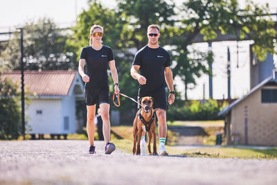 Non-Stop Dogwear Rock Harness