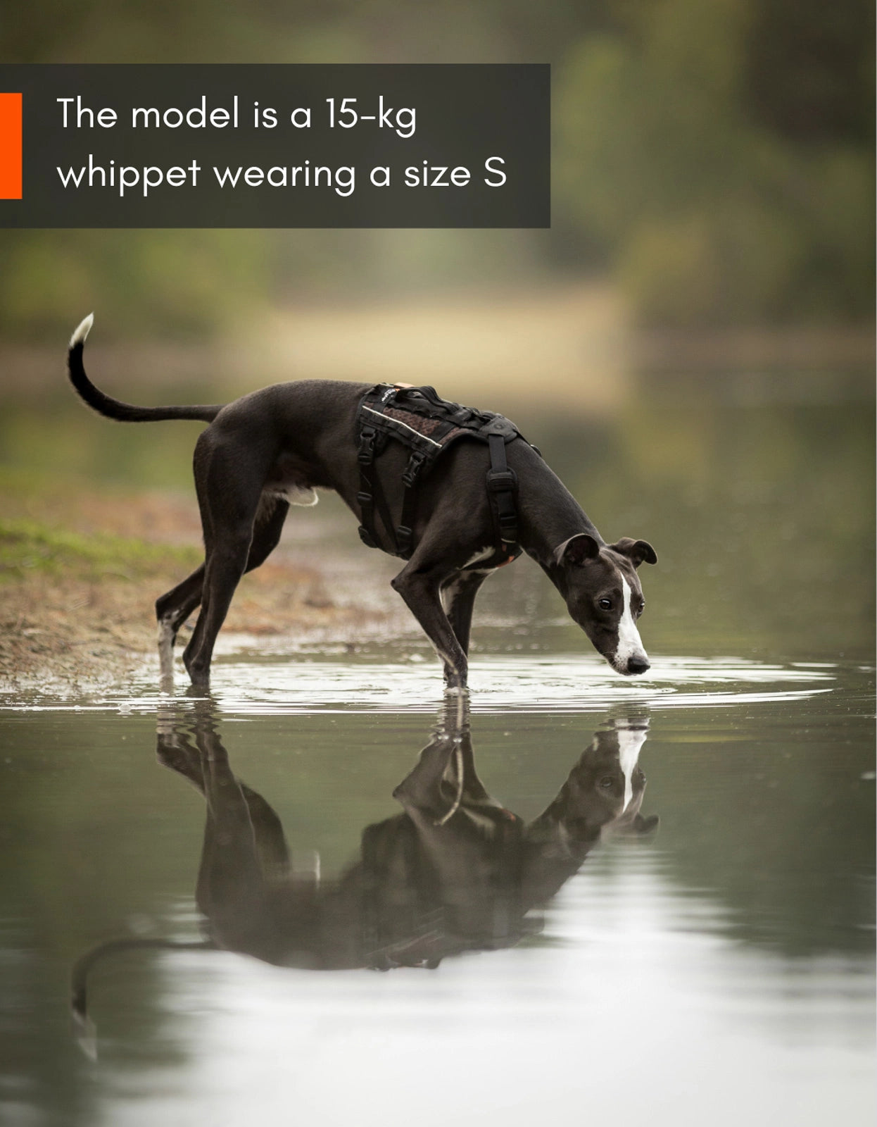 Non-Stop Dogwear Rock Harness Long