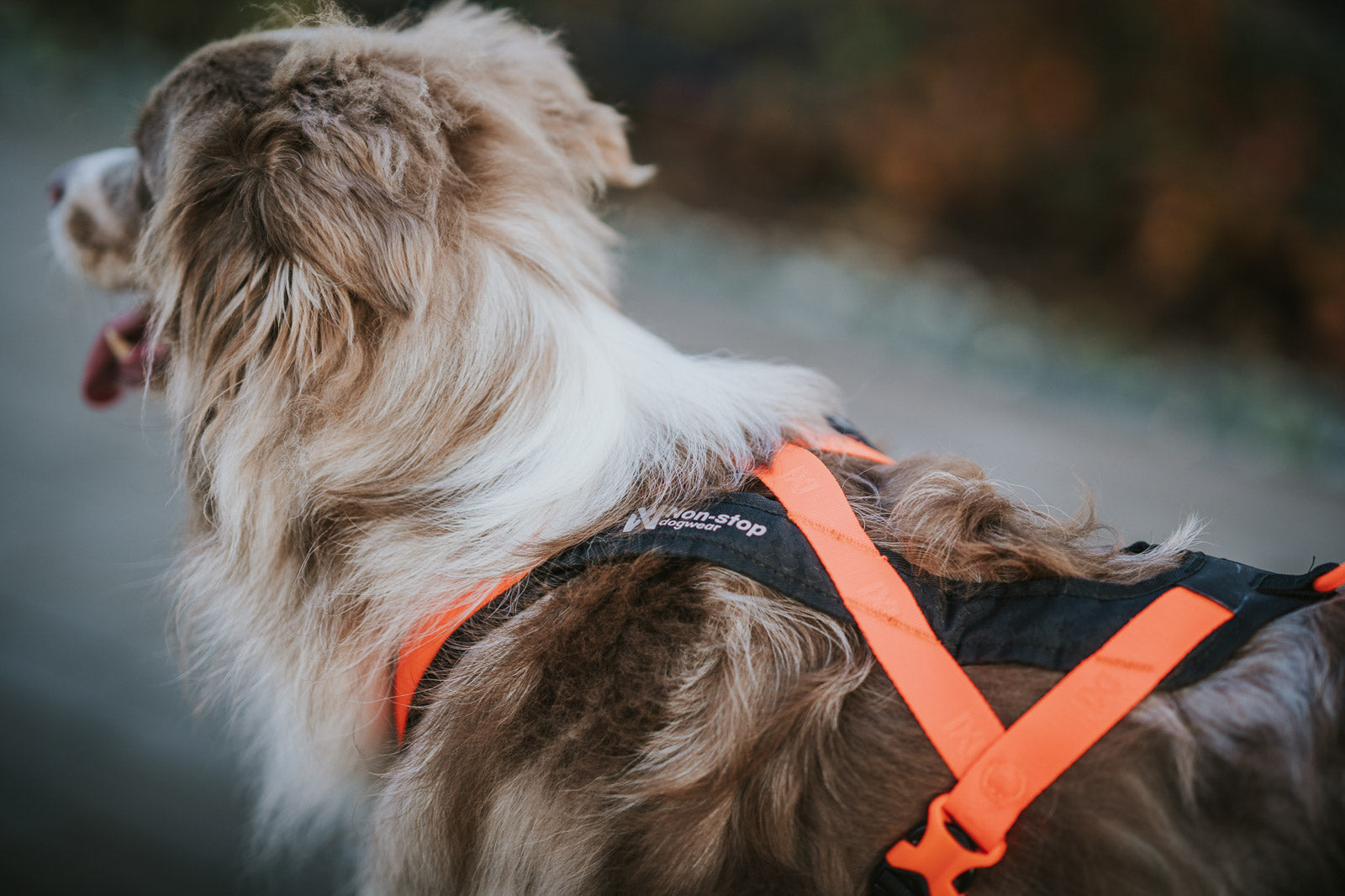 Non-Stop Dogwear Rush Sele