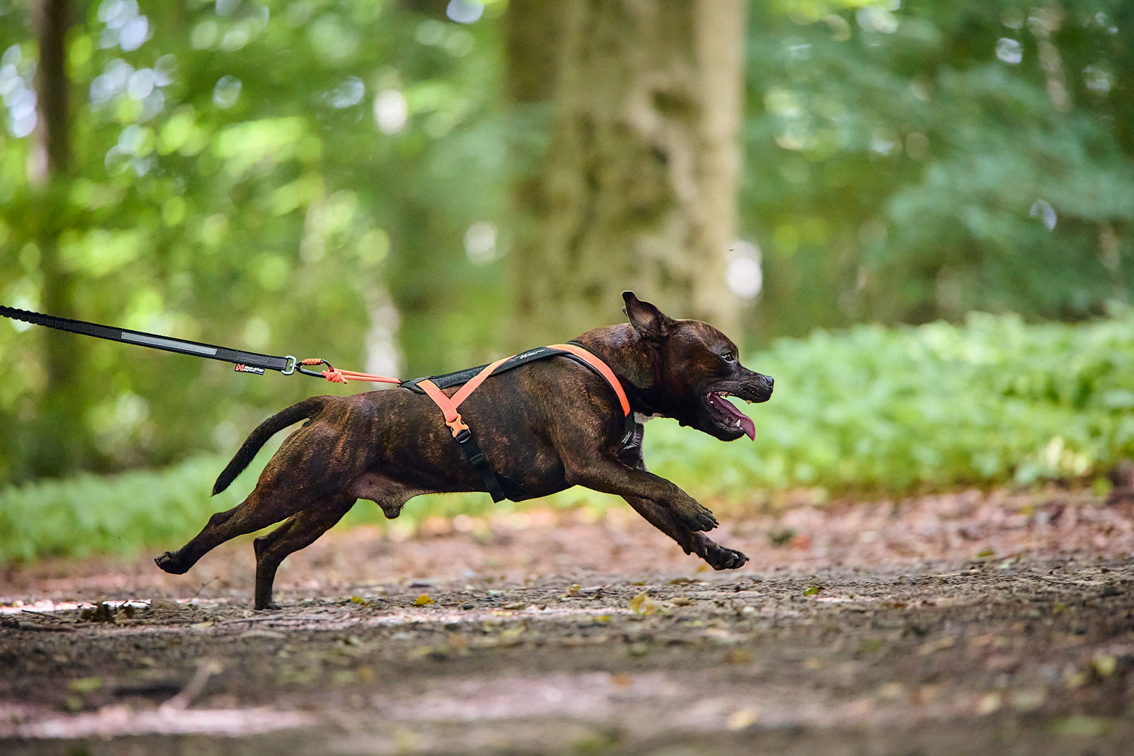 Non-Stop Dogwear Rush Sele