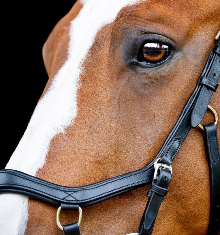 Micklem 2 Competition Bridle