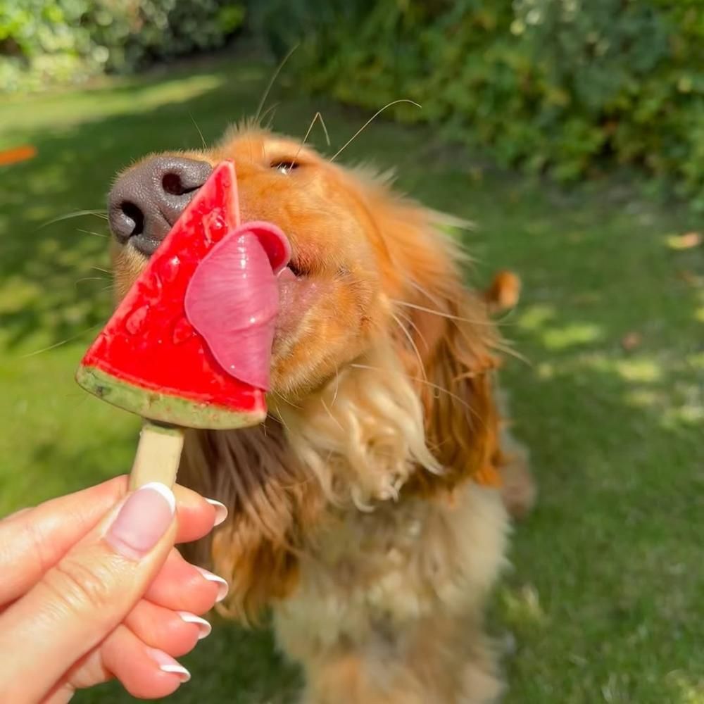 Pup Ice Frugt Is Vandmelon