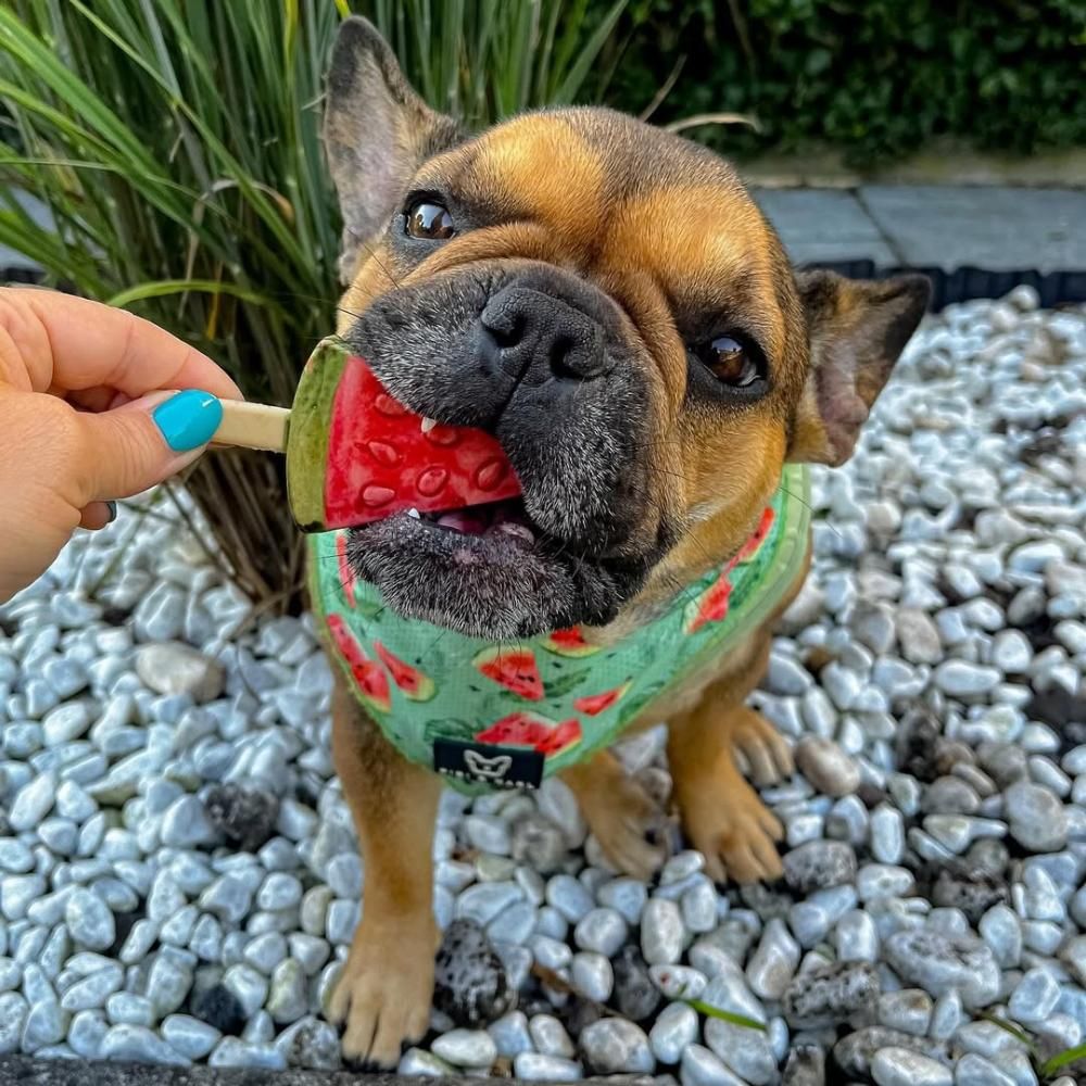 Pup Ice Frugt Is Vandmelon