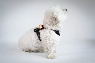 Reelight Switch Light