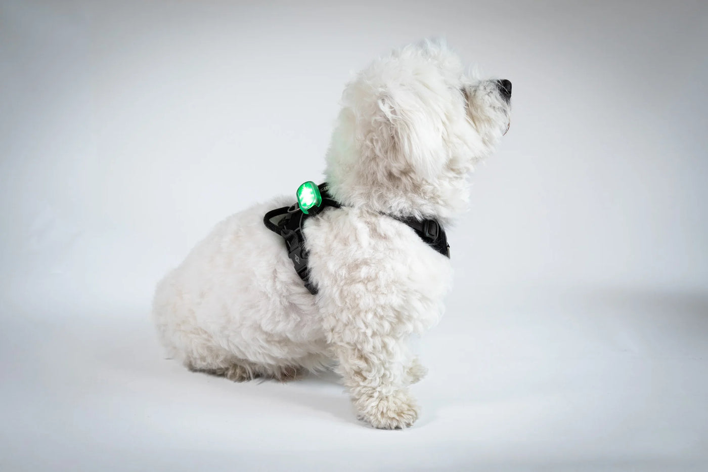 Reelight Switch Light