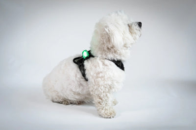 Reelight Switch Light