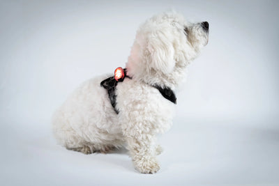 Reelight Switch Light