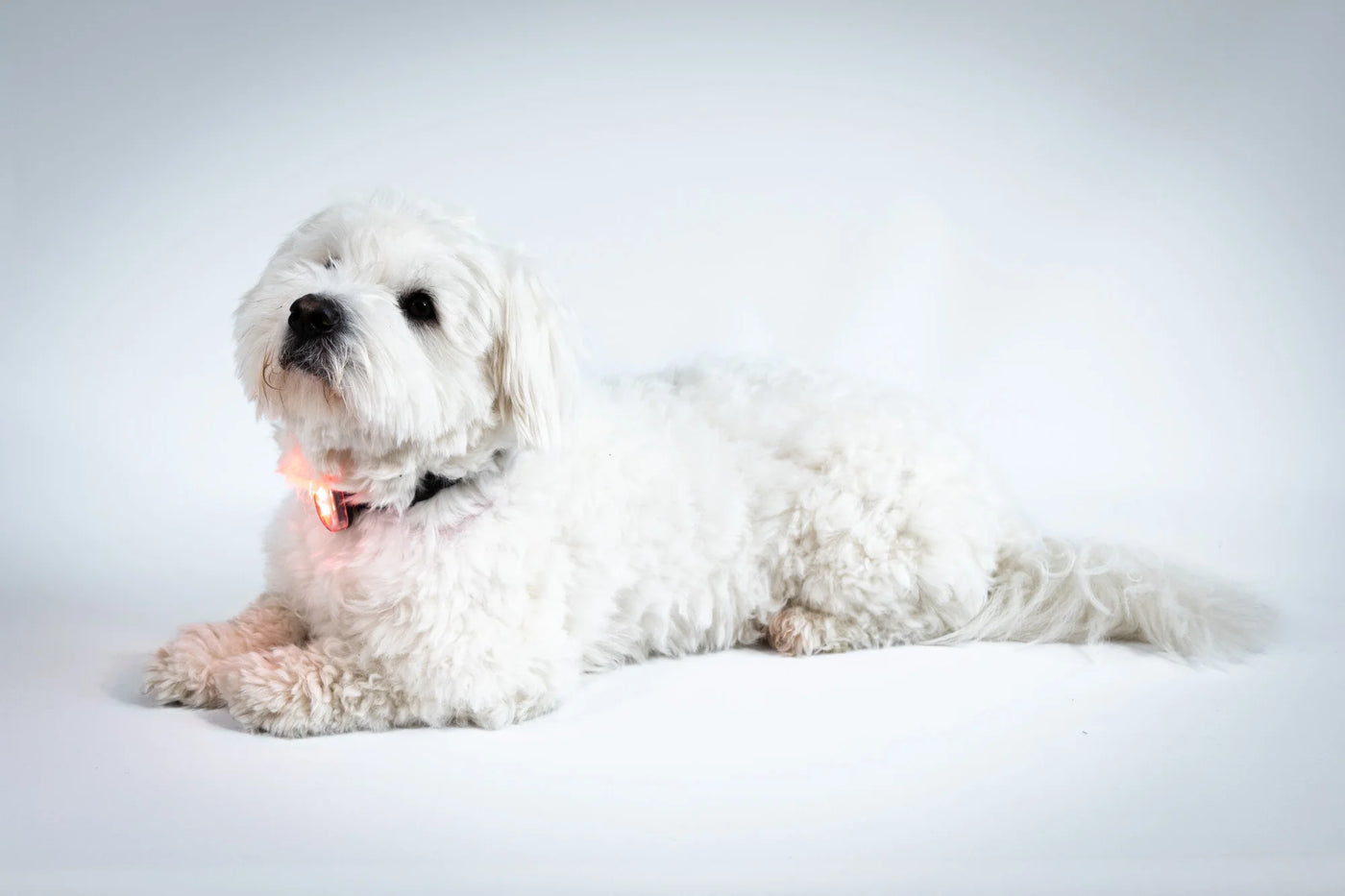 Reelight Switch Light