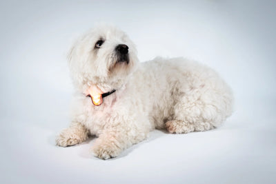 Reelight Switch Light