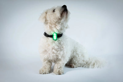 Reelight Switch Light