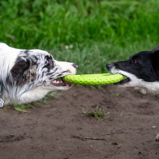 Kiwi Walker® Let’s Play Frisbee
