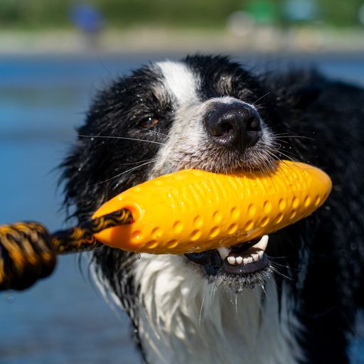 Kiwi Walker® Let Play Zeppelin