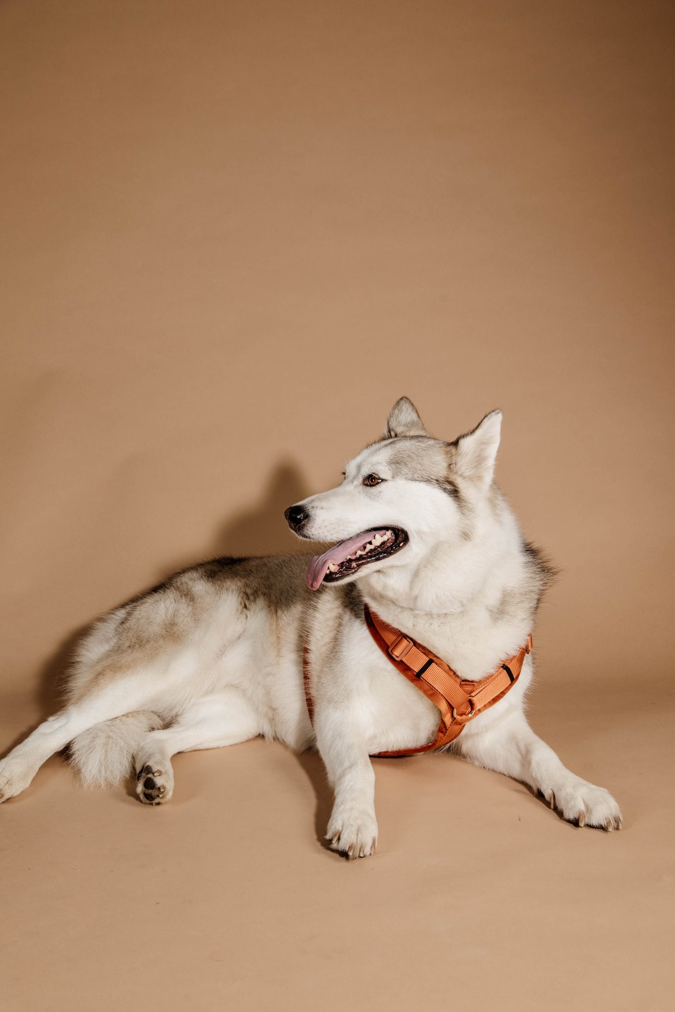 Kentucky Harness Active Velvet