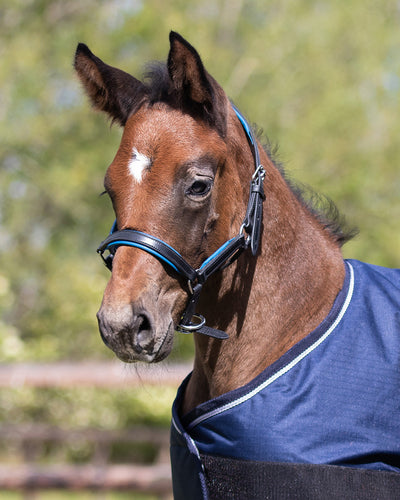 Hest iført Spirit Følgrime i læder