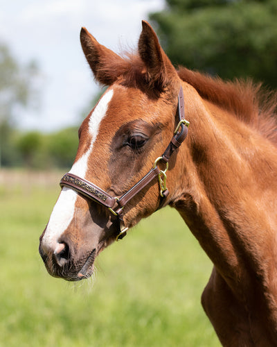 Hest iført Lupine Følgrime