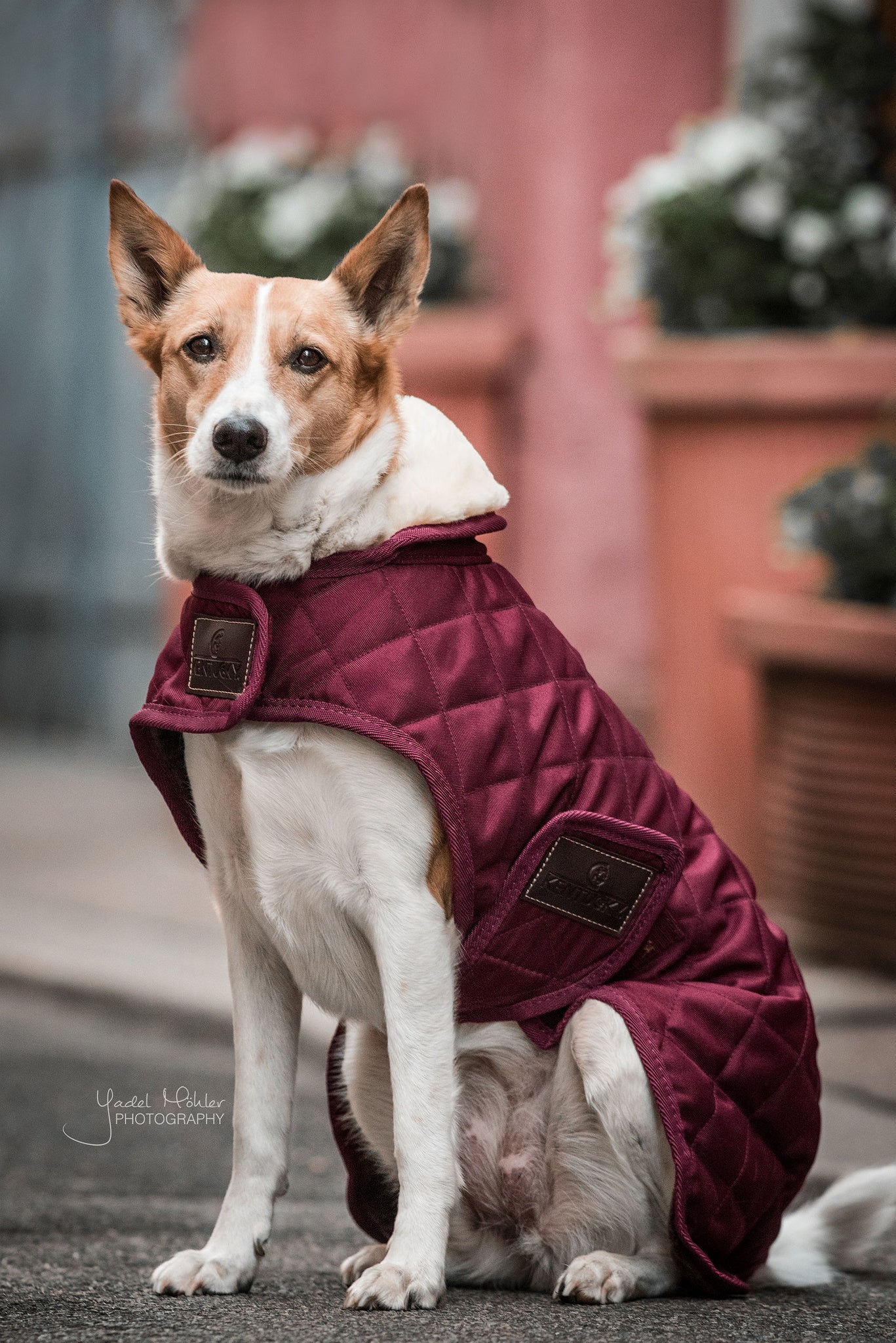 Kentucky  Dog Coat Original