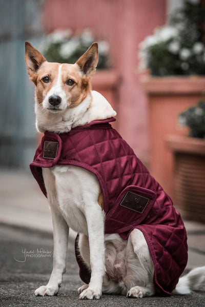 Kentucky  Dog Coat Original