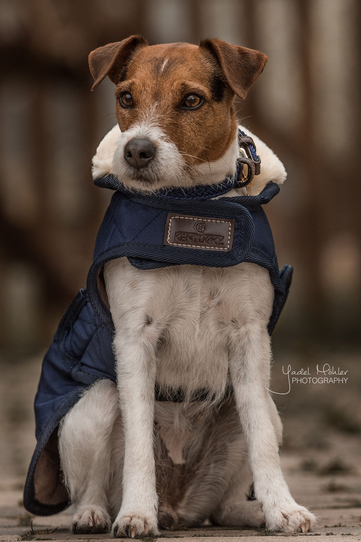 Kentucky  Dog Coat Original