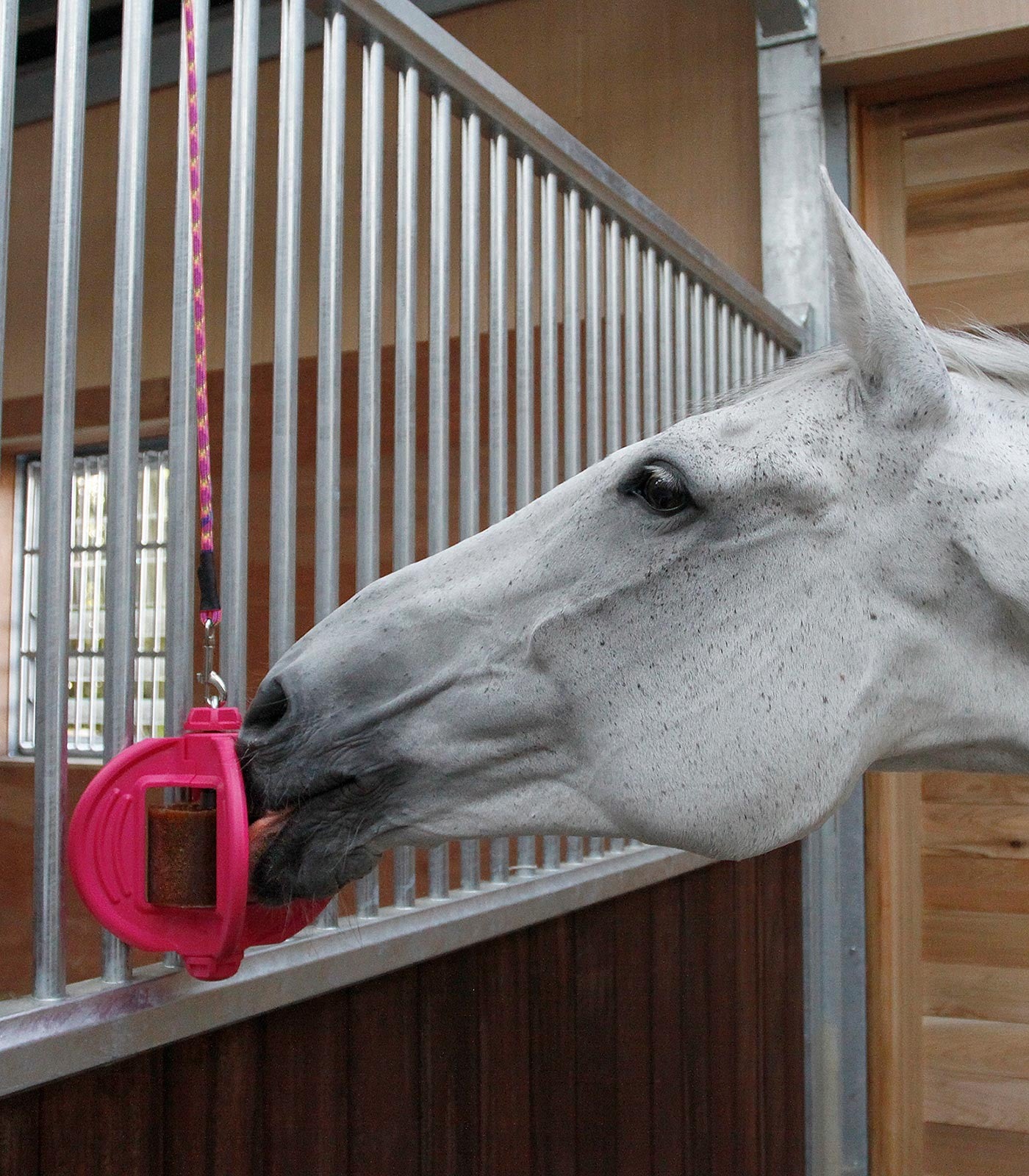 Bizzy Horse Ball