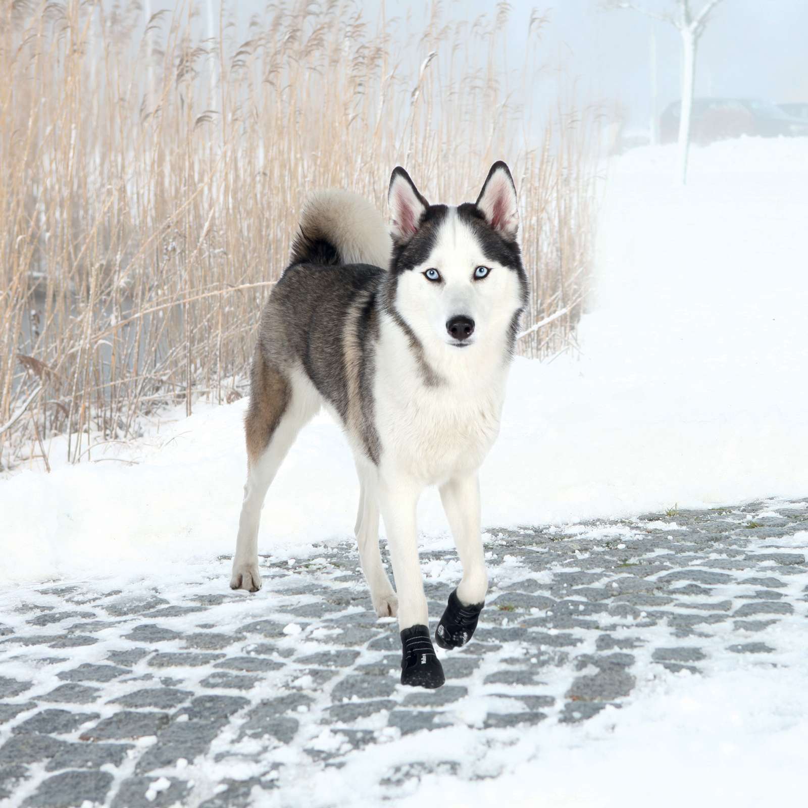 Trixie Walker Active Hundestøvler