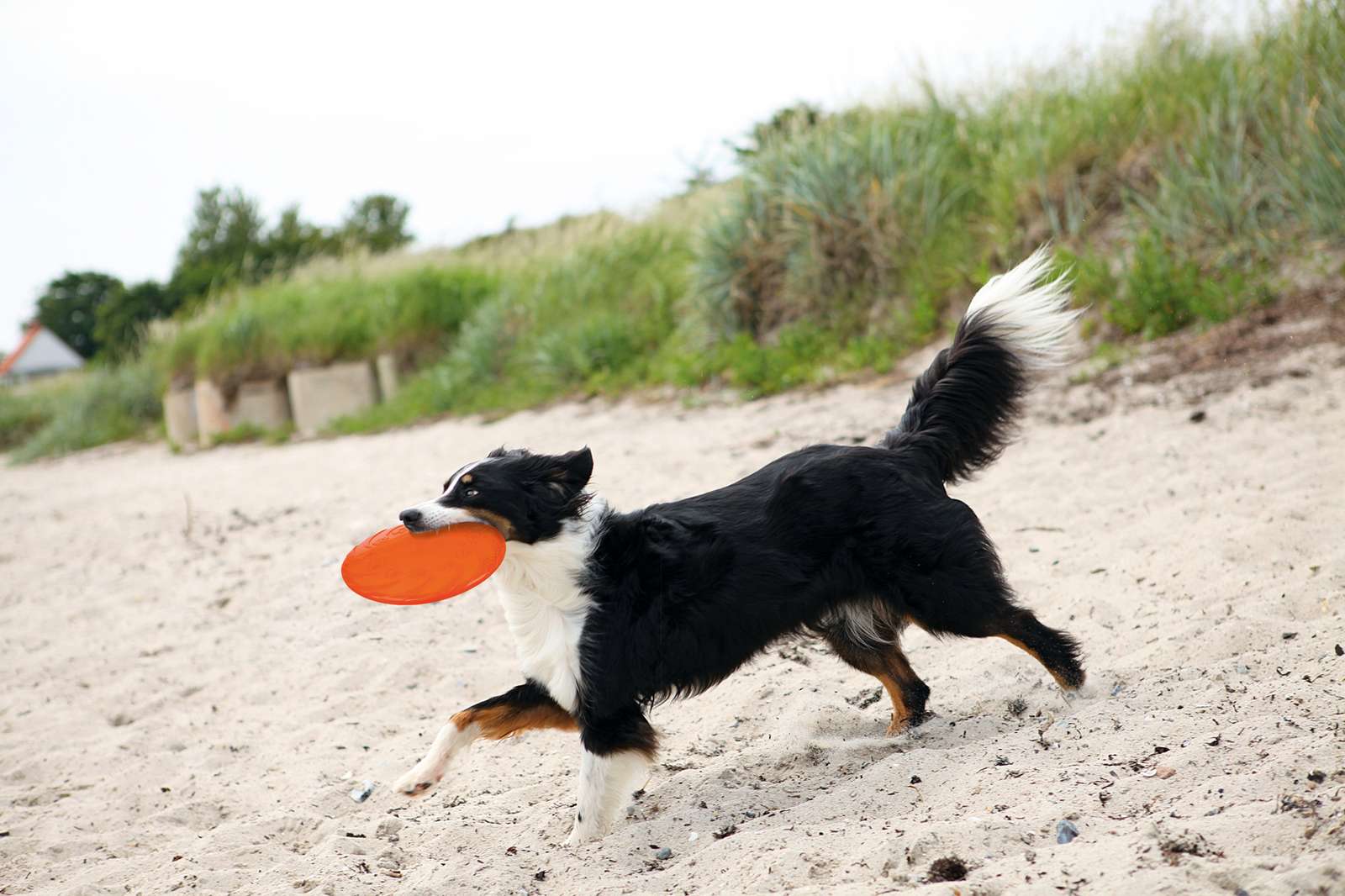 Trixie Dog Disc Frisbee