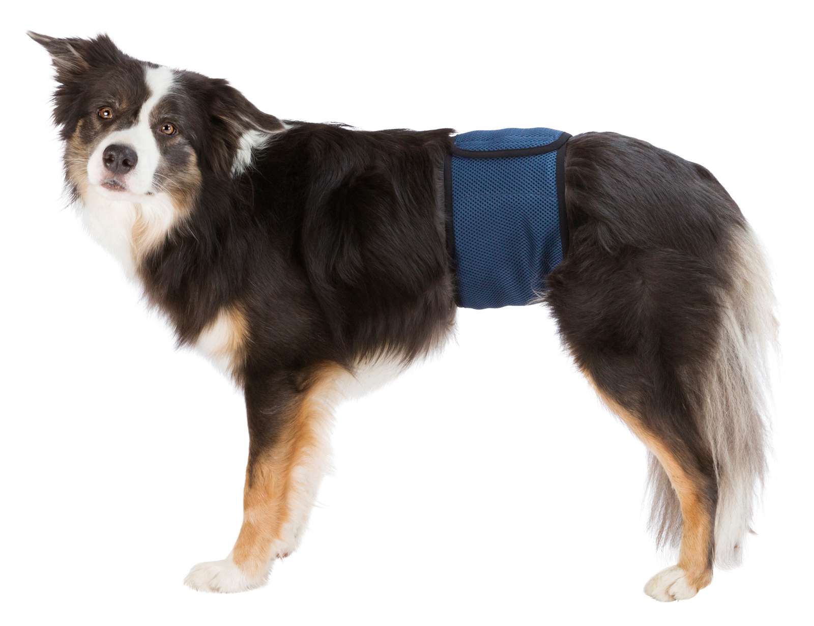 Trixie Mavebælte til hanhunde