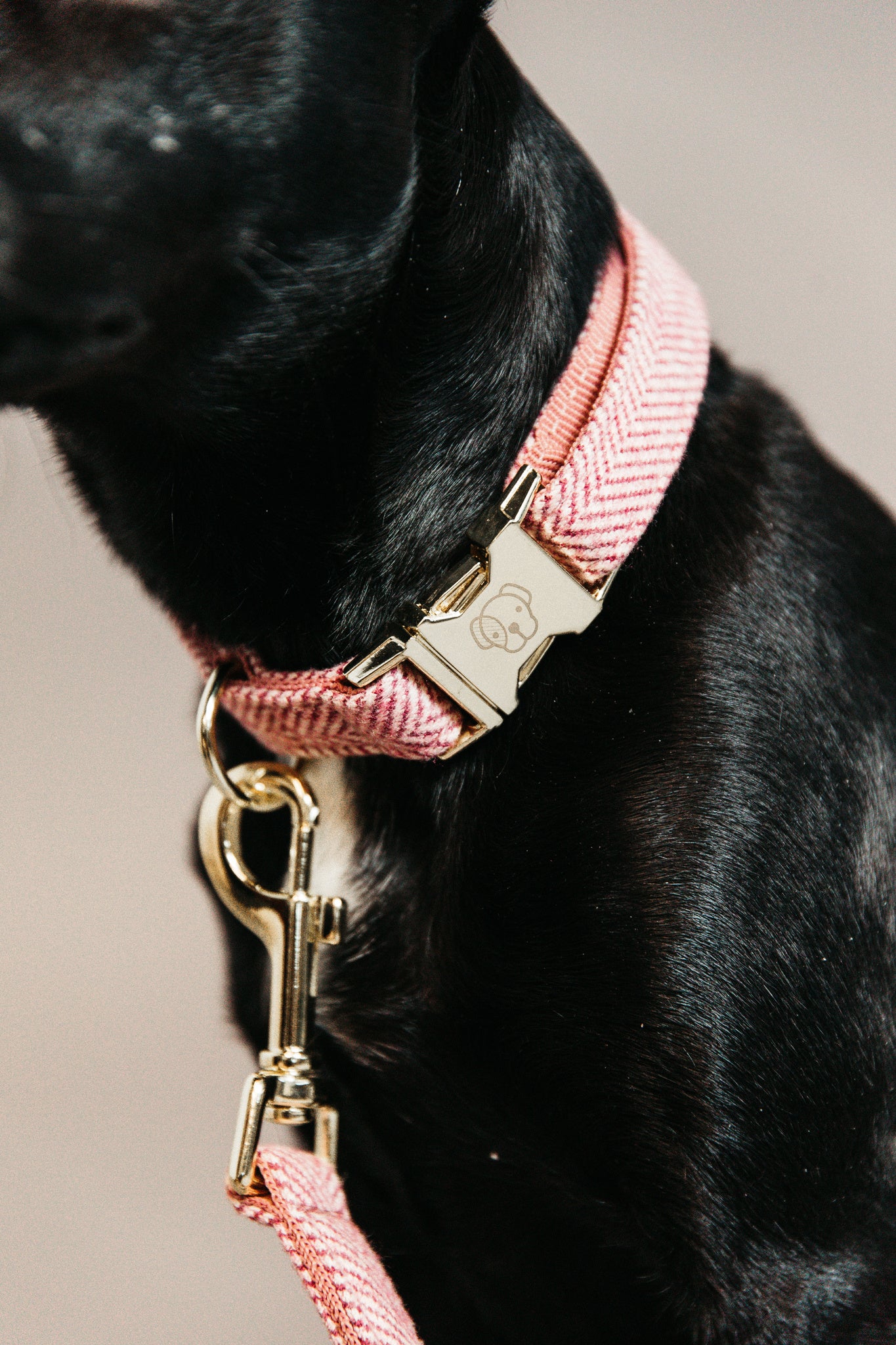 Hund iført Dog Collar Woll Halsbånd
